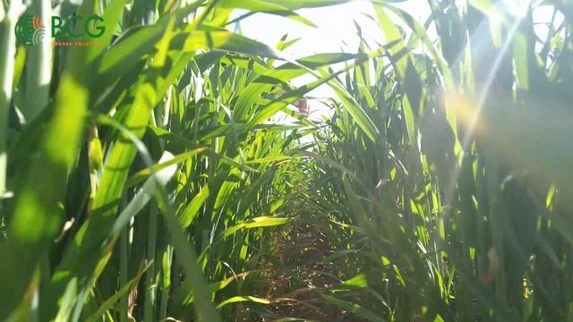 Barley grass management with Birchip Cropping Group's Kate Maddern. смотреть онлайн