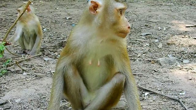 Young Pregnancy Libby Need Water To Drink Because The Weather Here Is So Hot, She's Smarter Monkey