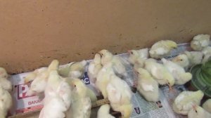 Мини-мясные цыплята 10 дней