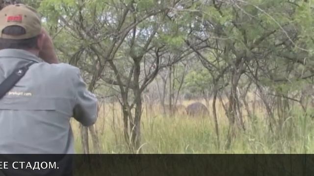 ОХОТА В ЮАР НА БУЙВОЛА, ЛЬВА, КРОКОДИЛА смотреть онлайн