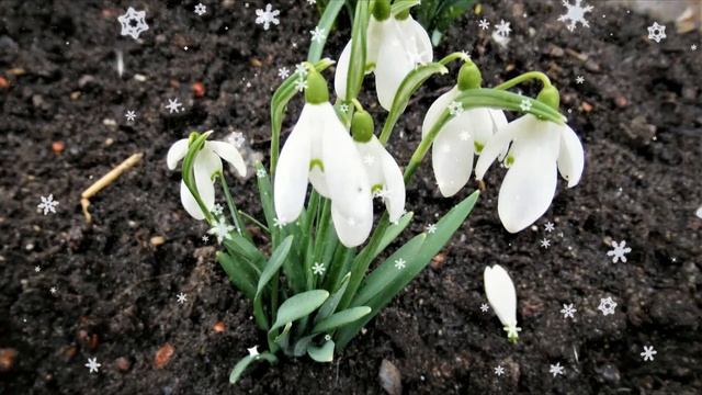 Sniegpulkstenītes. смотреть онлайн