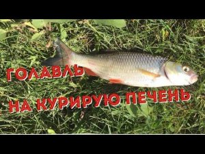 Рыбалка. Голавль на куриную печень.