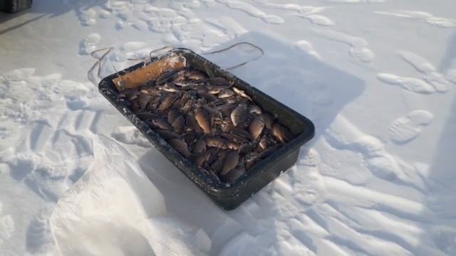 РЫБАЛКА НА КАРАСЯ. НА ТЯГУ 2021 (ОЧЕНЬ МНОГО РЫБЫ) смотреть онлайн