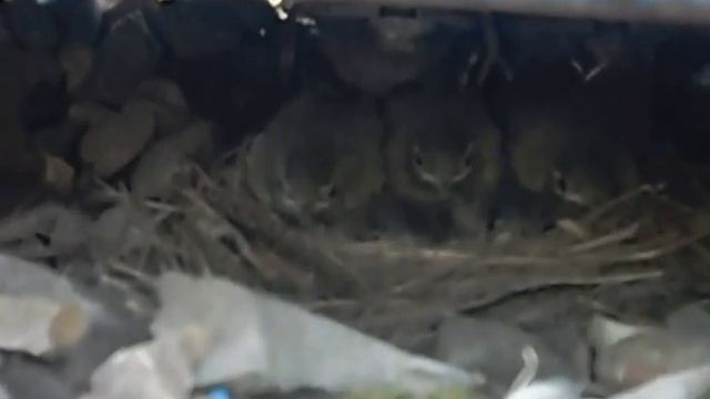 гнездо с птенцами смотреть онлайн
