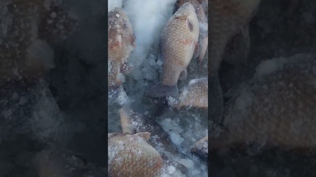КАРАСЬ НА ТЯГУ. ЗИМНЯЯ РЫБАЛКА смотреть онлайн