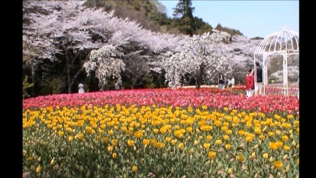 惜別の歌 / 小林旭　🎵コジロー смотреть онлайн