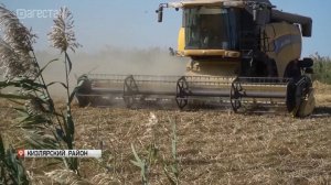 Уборка риса проходит в Дагестане
