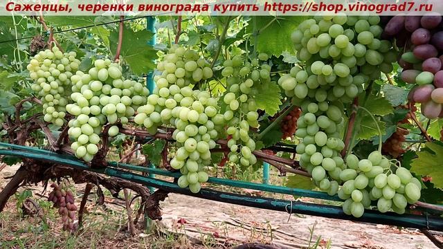 Парад сортов 27.07.24 г. виноград Валентина и Байконур. смотреть онлайн