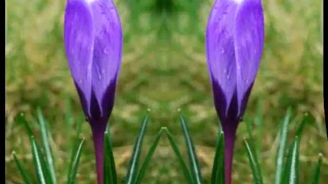 Mirela Zafiri Primavera смотреть онлайн