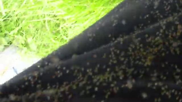 сибирский гнус смотреть онлайн