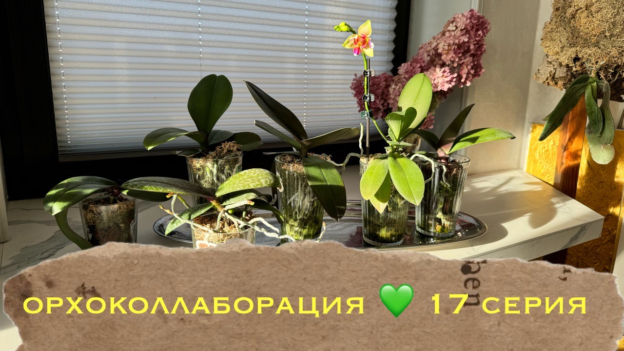 Орхидея-сюрприз распустилась ! орхоколлаборация , 17 серия 😅🤗🎉 смотреть онлайн