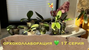 Орхидея-сюрприз распустилась ! орхоколлаборация , 17 серия 😅🤗🎉