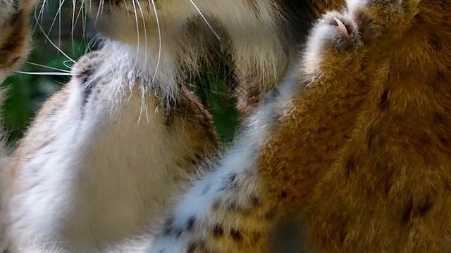 Оплакивая свою маму, рысенок уже не надеялся на спасение, но то, что произошло дальше поразит вас смотреть онлайн