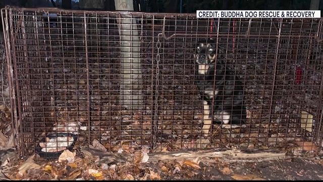 Animal rescuers catch missing dog on the run for over 4 months смотреть онлайн