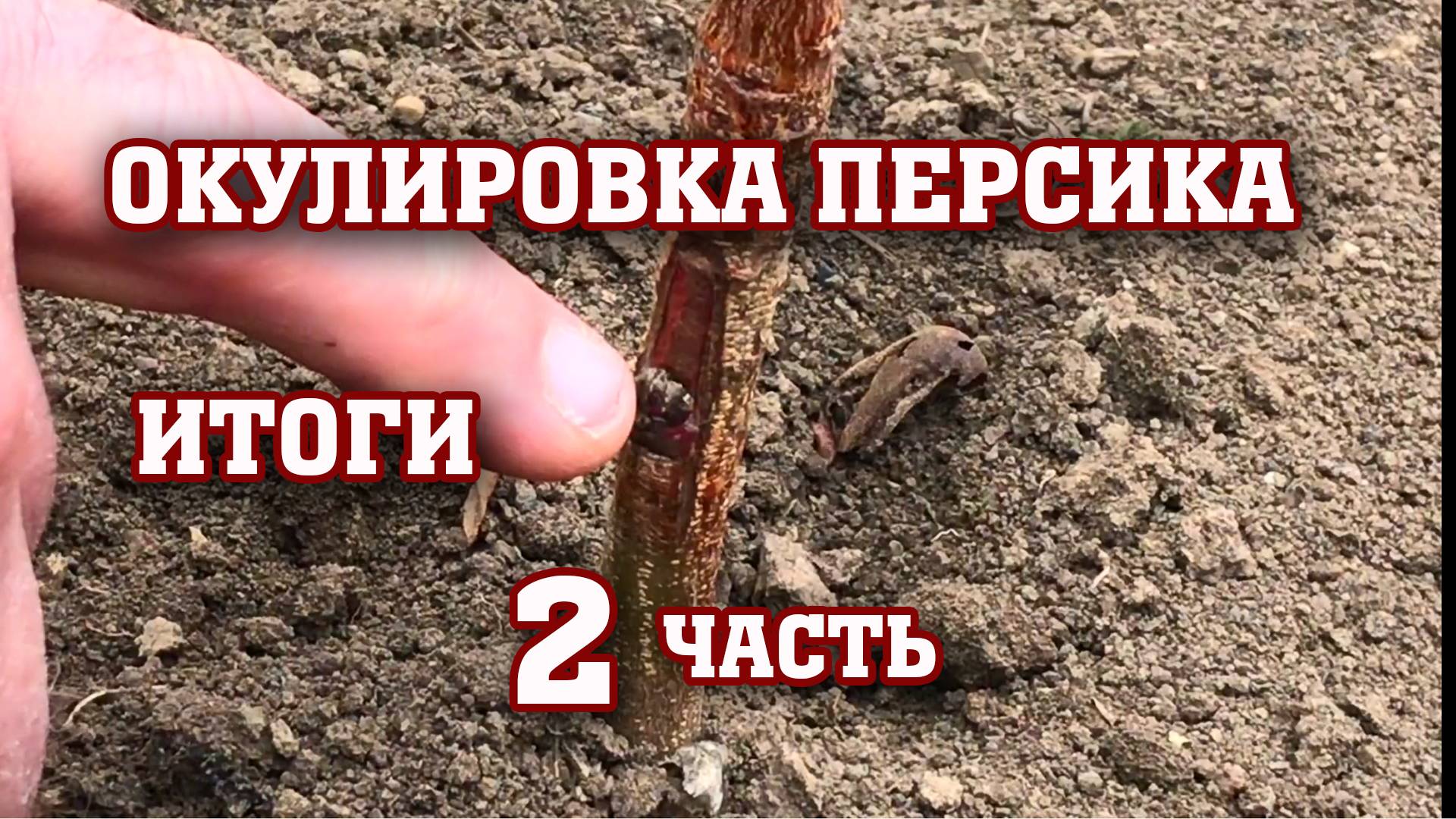 Окулировка персика ⧸ Итоги смотреть онлайн