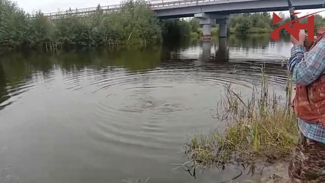 В карталинской речке водится большая  рыба