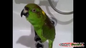 попугаи поют песни