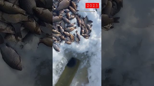 КАРАСЬ НА ТЯГУ ИЛИ ЗИМНЯЯ РЫБАЛКА 2023 смотреть онлайн