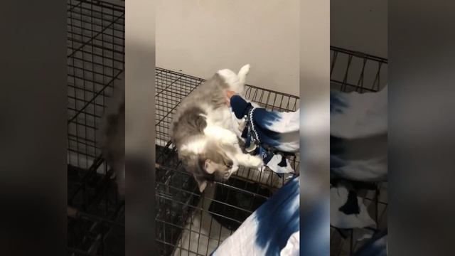 British Family visit Lance Corporal (huge Fans also🥰) смотреть онлайн