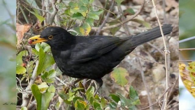 MELRO PRETO - TURDUS MERULA смотреть онлайн