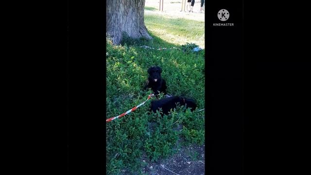 жёсткошерстные крепкие детки. 2 мес. ждём самые лучшие ручки! смотреть онлайн