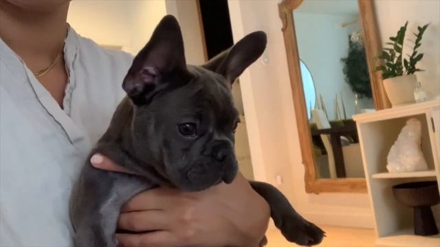 WE GOT A PUPPY! Bringing Home our French Bulldog Puppy | First Week At Home смотреть онлайн