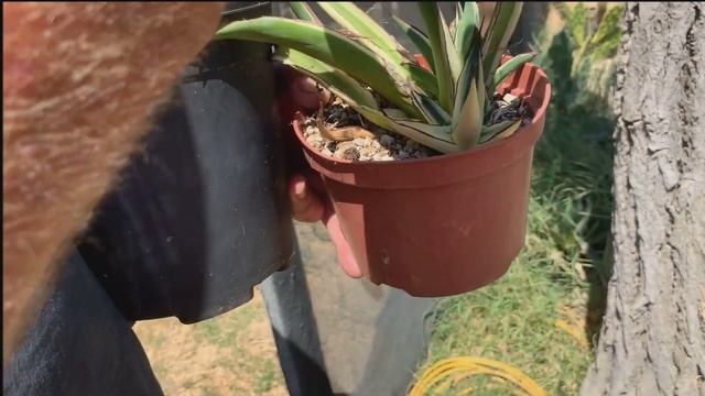 (Shocking) Plant Propagation Methods by Rob Roy plus CACTUS PLANT HAUL (Part 2) смотреть онлайн