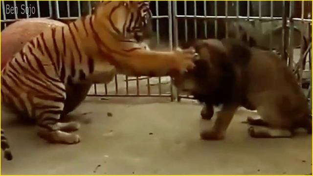 Lion vs Tiger: Who is the Real King? смотреть онлайн
