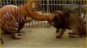 Lion vs Tiger: Who is the Real King?