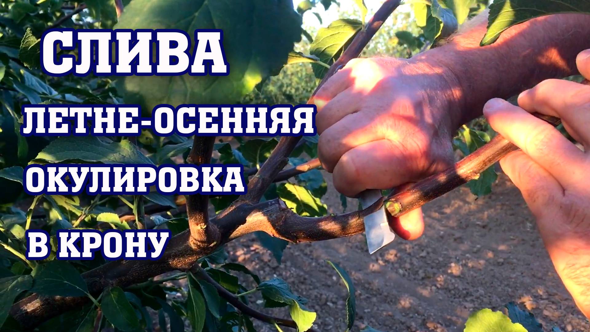 СЛИВА⧸летне-осенняя окулировка в крону смотреть онлайн