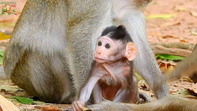 JODY TILL HURTING BY HER SISTER JANNA ALLOW BITE FAR MOM JANE ...JODY MOVE& MOVE FROM JANNA | смотреть онлайн