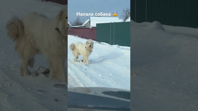 Собака не даёт снимать РумТурист #румтурист #собака смотреть онлайн