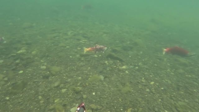 Чукотка смотреть онлайн