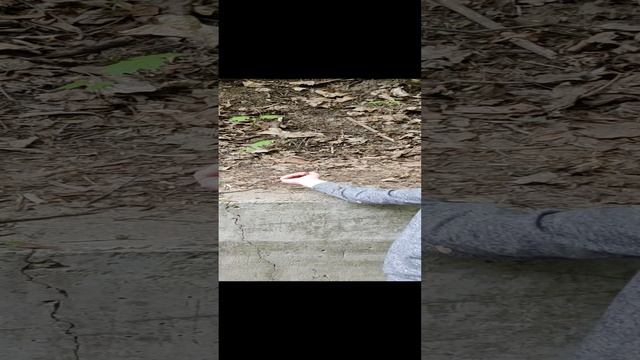 белка в парке горького