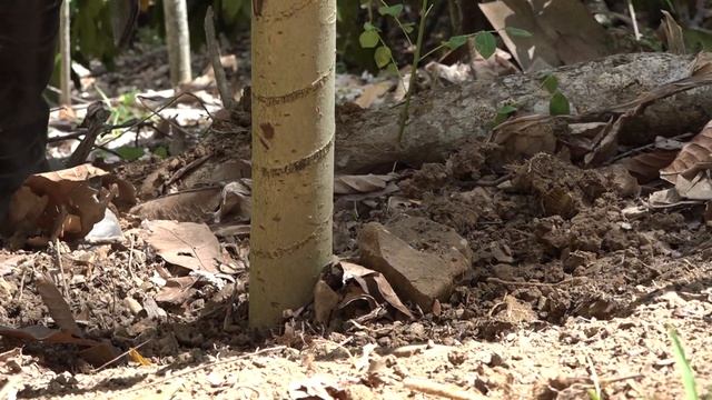 En Baracoa: Otro cedro por Fidel смотреть онлайн