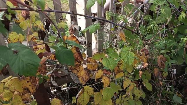 Обрезка, укоренение ежевики 🍇🍇🍇🍇🍇🍇🍇 смотреть онлайн