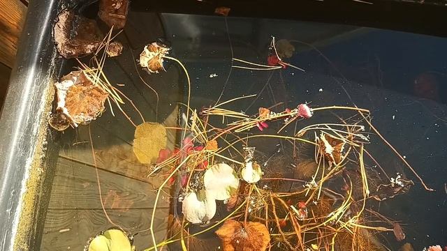 Лотосы и чилим (конец сентября 2024) смотреть онлайн