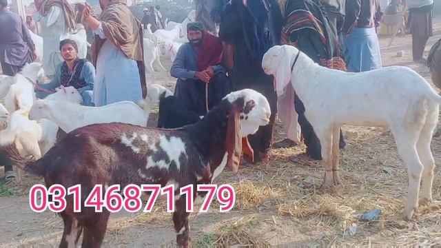 #Mohammadpur Bakra Mandi 2023 Last Updated At #Shahzaibgoatfarm #Goat Farming in Pakistan смотреть онлайн