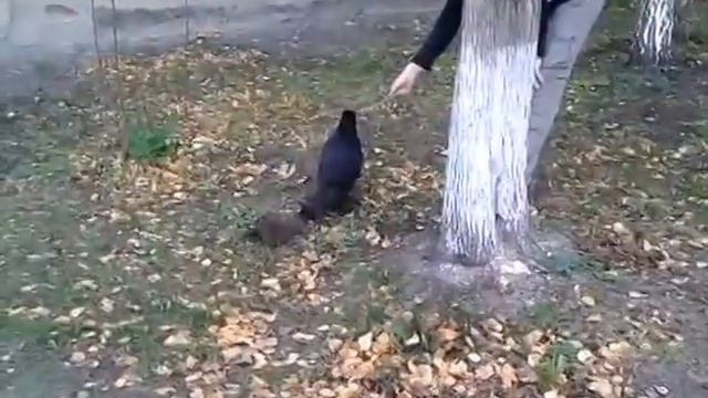 Город Асбест - Ворон и ОЧКАРИК. смотреть онлайн