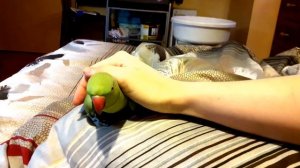 Ожереловый попугай