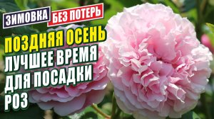 ПОСАДКА РОЗ ОСЕНЬЮ. ОСОБЕННОСТИ ПОСАДКИ РОЗ. ЛУЧШЕЕ ВРЕМЯ ДЛЯ ПОСАДКИ РОЗ. РОЗЫ В САДУ.