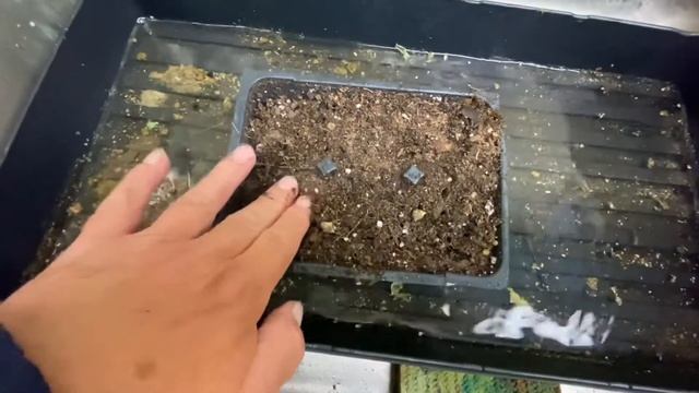 Summer Spinach | “Spinach” For Warm Weather!