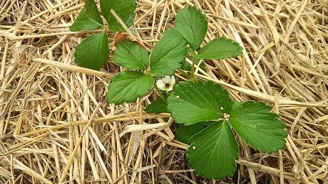 Клубника ремонтантная - сорт "Фавори", подготовка грядки к зиме, кратко отзыв о сорте смотреть онлайн