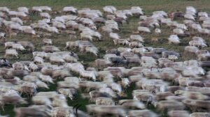 Полярные волки. Охота на карибу.