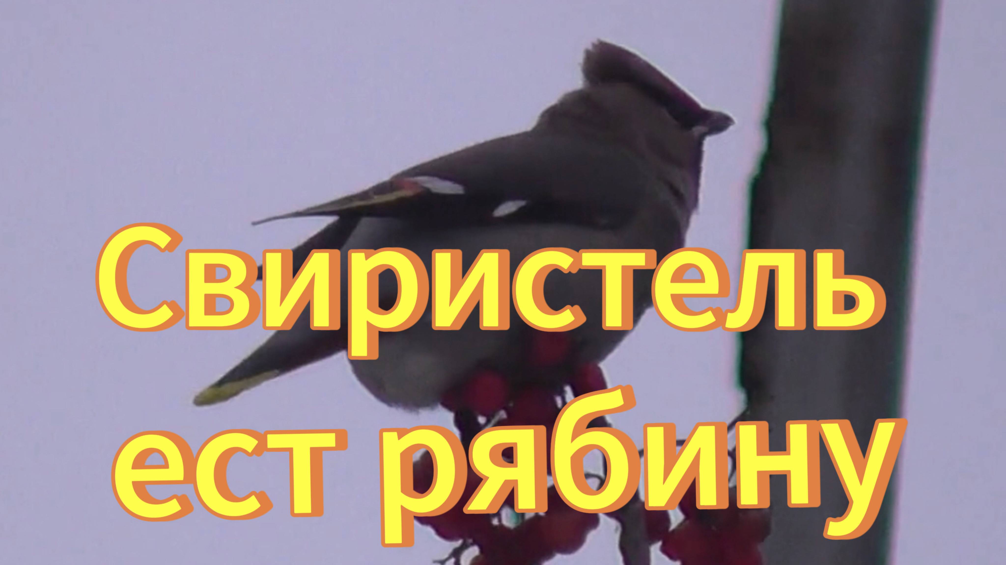 Свиристель клюёт рябину на дереве. Птицы Новосибирской области. смотреть онлайн