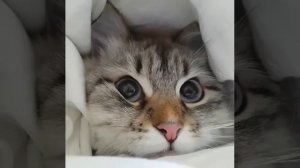 позови кота с собой