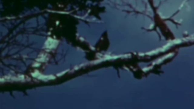 The Last Call Of A Species. Kauaʻi ʻōʻō bird recorded in 1987.