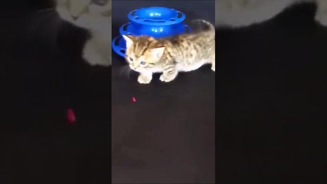 КОТЯТА МАНЧКИН ИГРА С ОГОНЬКОМ смотреть онлайн