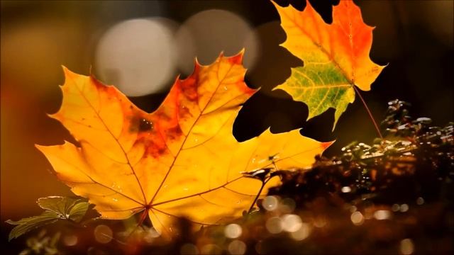 Песня Листик желтый