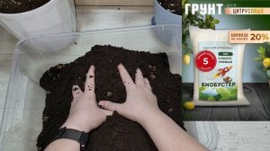 ЛИМОНЫ НЕ любят эти 5 вещей! ЖАЛЕЮ, что РАНЬШЕ не знала, УХОД И ОШИБКИ ПРИ ВЫРАЩИВАНИЕ ЛИМОНА